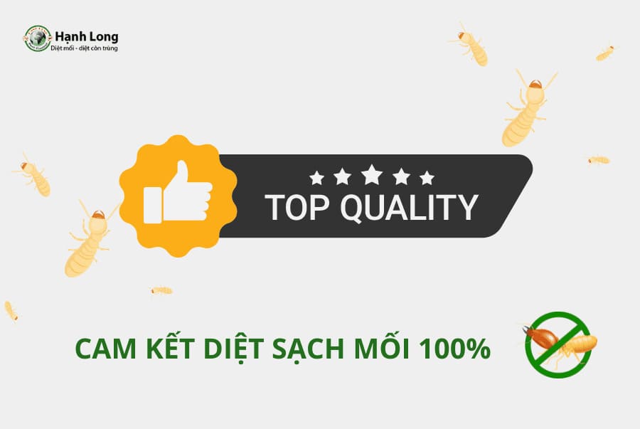 Cam kết khi diệt mối quận 12