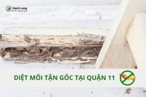 Công ty diệt mối quận 11 chuyên nghiệp