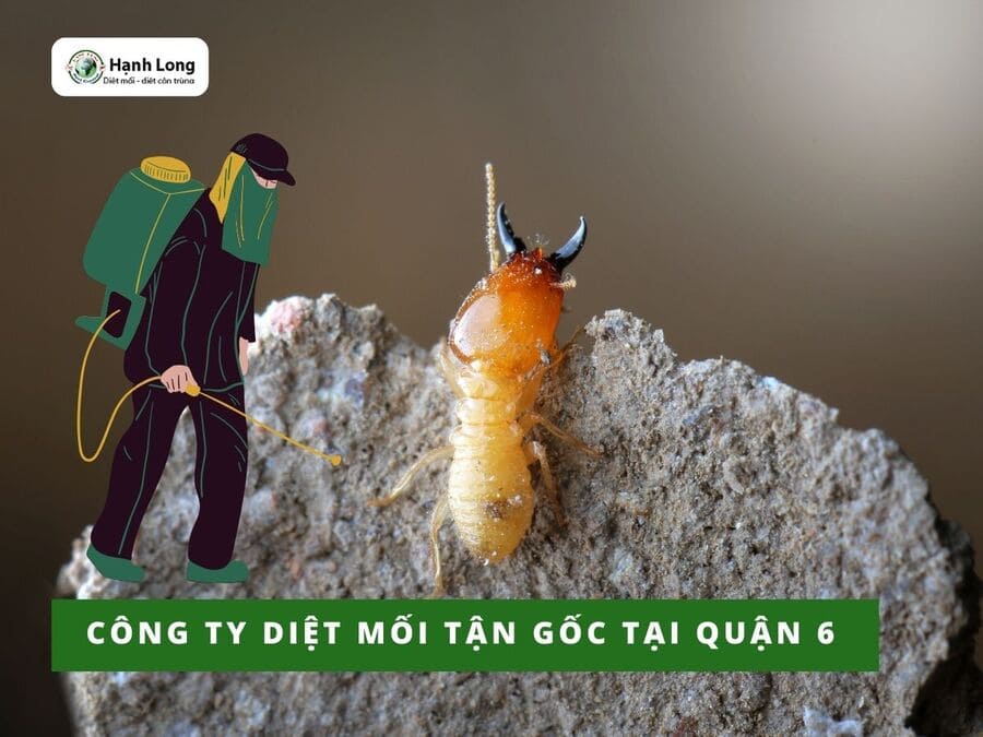 Công ty diệt mối tại quận 6 tận gốc