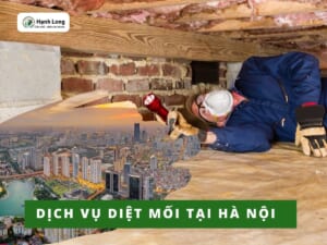 Dịch vụ diệt mối tại Hà Nội uy tín