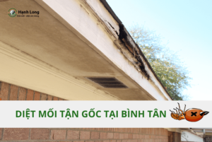 Công ty diệt mối tại Bình Tân