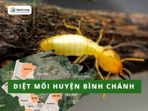 Diệt mối huyện Bình Chánh tận gốc