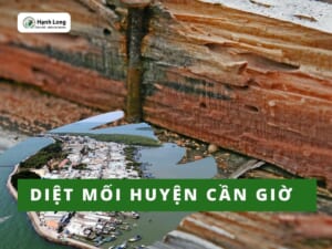 Diệt mối huyện Cần Giờ tận gốc