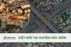 Diệt mối tại huyện Hóc Môn tận gốc