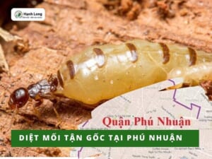 Diệt mối tận gốc tại Phú Nhuận