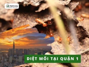 Diệt mối quận 1 - TPHCM uy tín