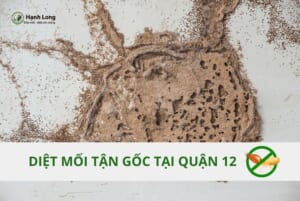 Diệt mối tại quận 12 tận gốc