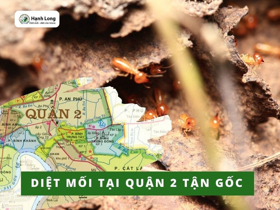 Diệt mối tận gốc tại quận 2 tphcm