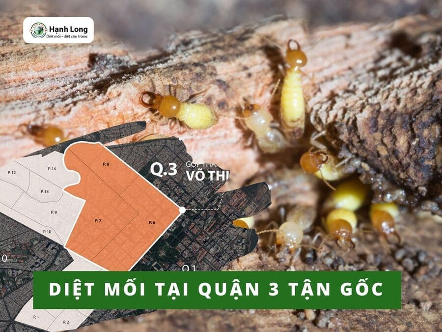 Diệt mối tận gốc tại quận 3