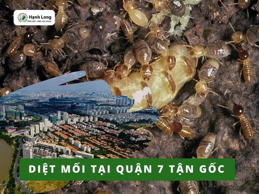 Diệt mối tại quận 7 tận gốc