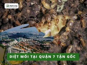 Diệt mối quận 7 tận gốc, tận tâm