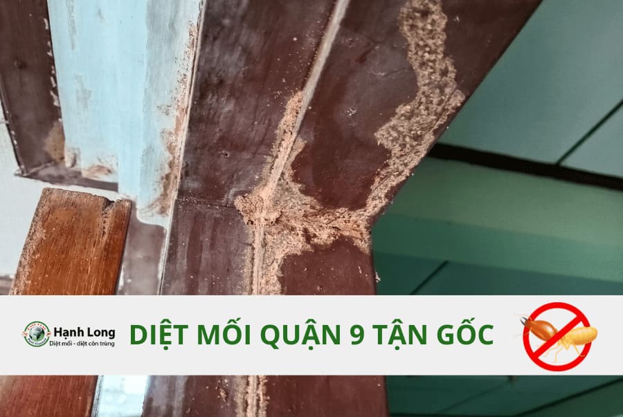 Diệt Mối Tại Quận 9 TPHCM