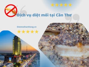 Diệt mối tại Cần Thơ tận gốc giá rẻ