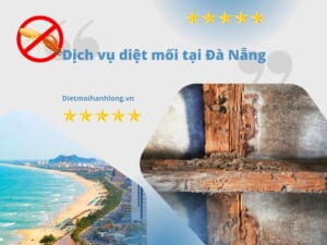 Diệt mối tại Đà Nẵng tận gốc