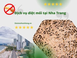 Tại sao cần diệt mối tại Nha Trang