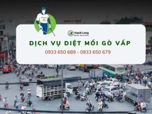 Diệt mối tại quận Gò Vấp