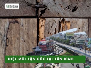 Diệt mối Tân Bình tận gốc