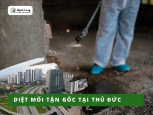 Diệt mối tận gốc tại Thủ Đức