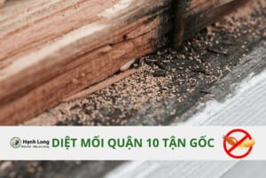 Diệt mối tận gốc tại quận 10