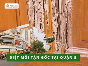 Diệt mối tại Quận 5 uy tín, giá rẻ