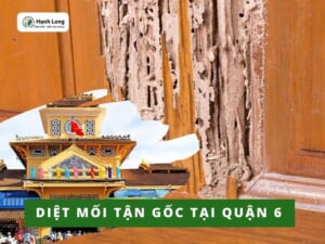 Diệt mối tại quận 6 tận gốc