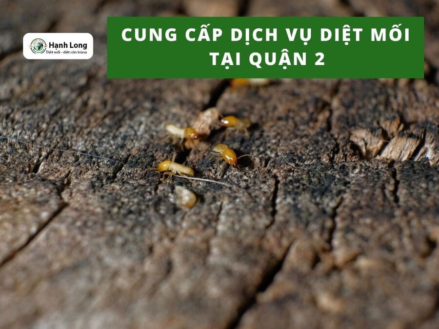 Quy trình diệt mối tận gốc tại quận 2, TPHCM