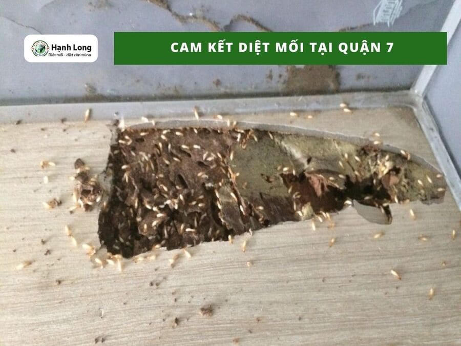 Cam kết dịch vụ diệt mối tại quận 7