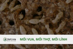 Các loài mối vua, mối thợ, mối lính