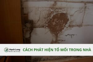 Cách phát hiện tổ mối trong nhà