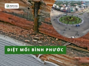 Diệt mối tại Bình Phước giá rẻ, tận tâm