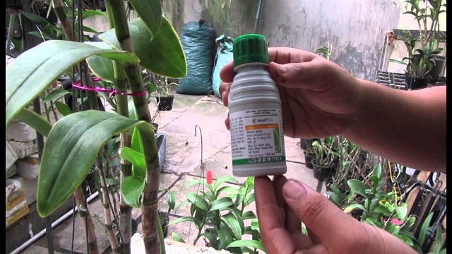 Một số loại thuốc diệt côn trùng cho lan an toàn và hiệu quả