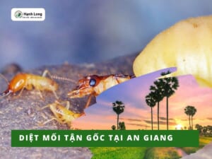 Diệt mối tại An Giang uy tín, chuyên nghiệp