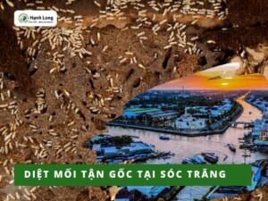 Diệt mối Sóc Trăng tận gốc