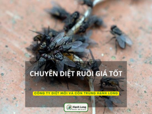 Dịch vụ diệt ruồi tận gốc giá rẻ