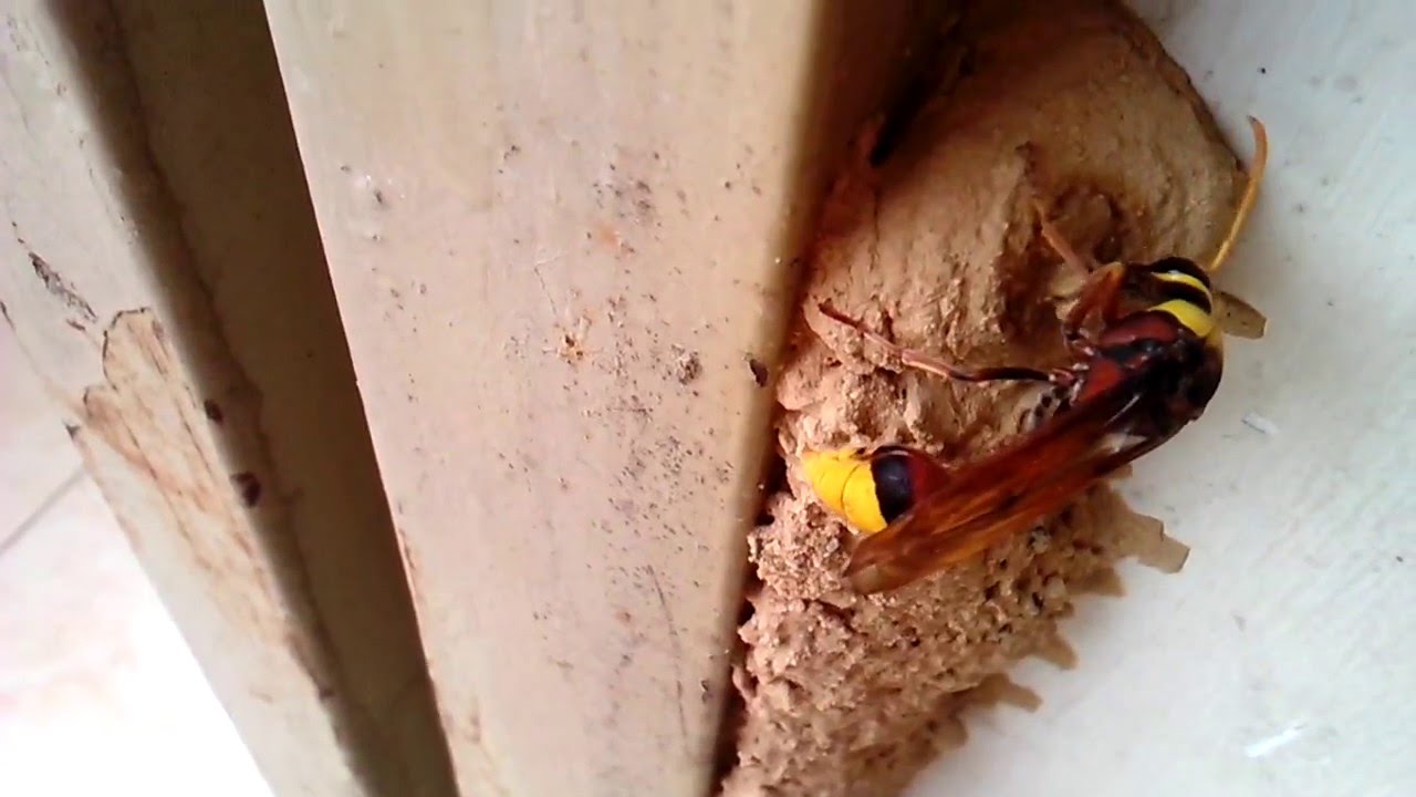 Mối nguy hại do ong xuất hiện tại nhà ở, công trình
