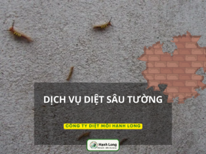 Dịch vụ diệt sâu tường