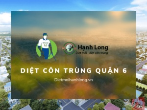 Dịch vụ diệt côn trùng quận 6