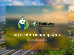 Cam kết dịch vụ dệt côn trùng tại quận 7