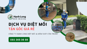 diệt mối Tây Ninh - 5