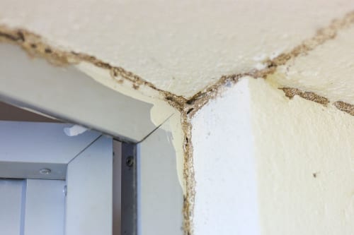 Dịch vụ diệt mối tại Xuân Lộc ảnh 1